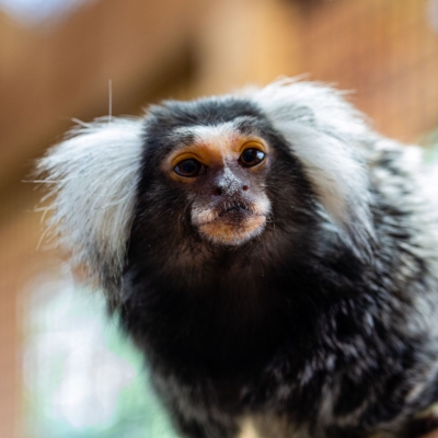 Witoorpenseelaap - De Zonnegloed - Dierenpark - Dieren opvangcentrum - Sanctuary